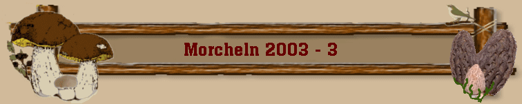 Morcheln 2003 - 3