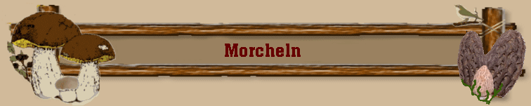 Morcheln 